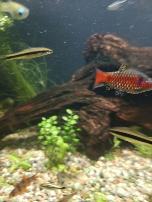 Brzanka birmańska 2 szt