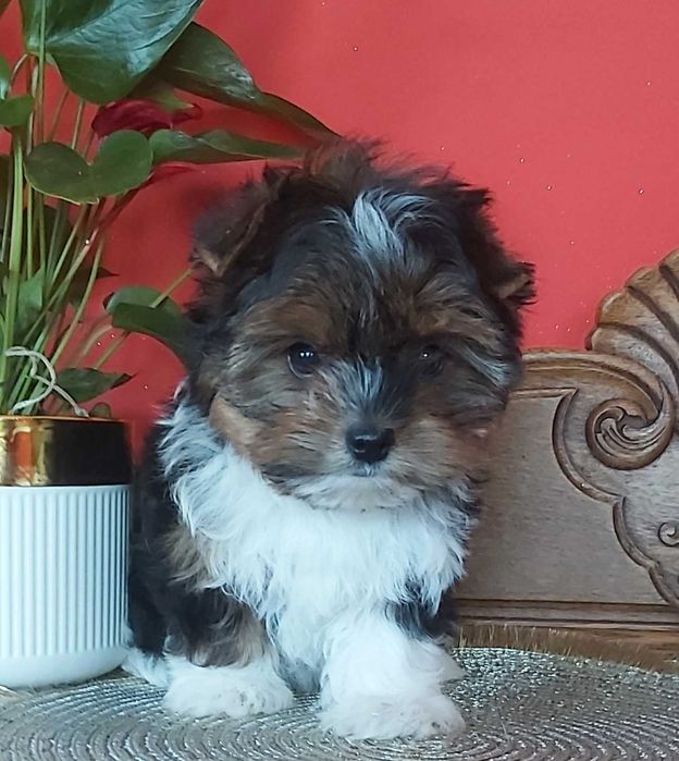 Yorkshire terrier suczka tricolor 3 razy zaszczepiona