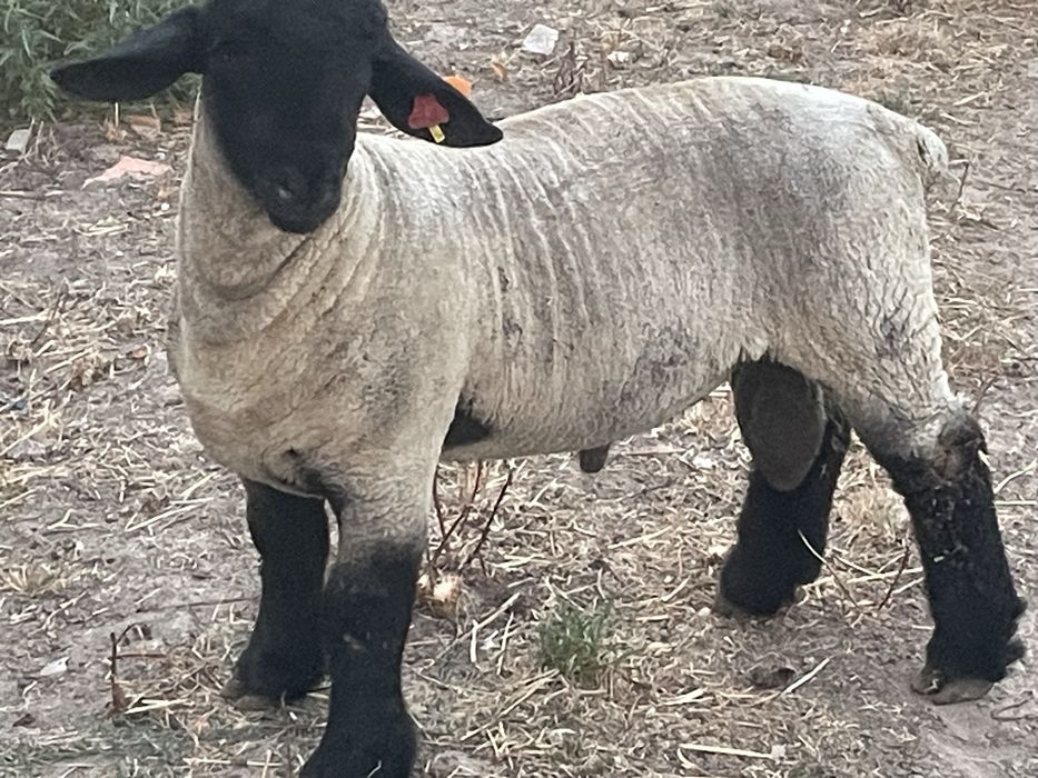 Borrego suffolk puro