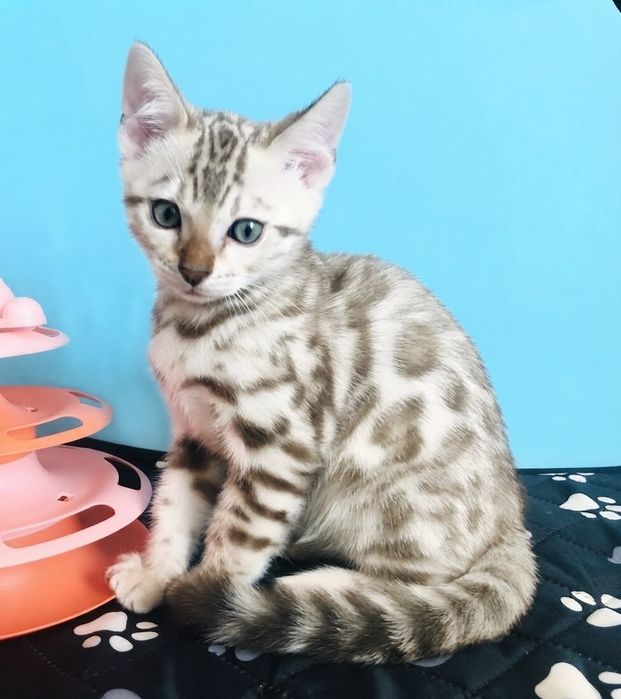 Бенгальське кошеня Мінк