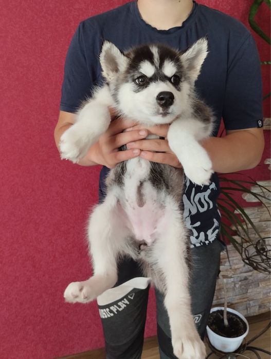 Дружелюбні Хасенятка