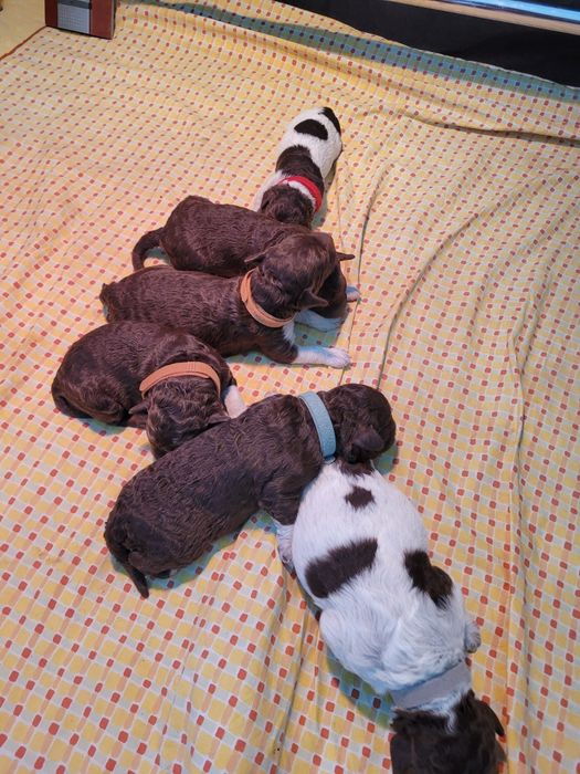 Suczka Lagotto Romagnolo