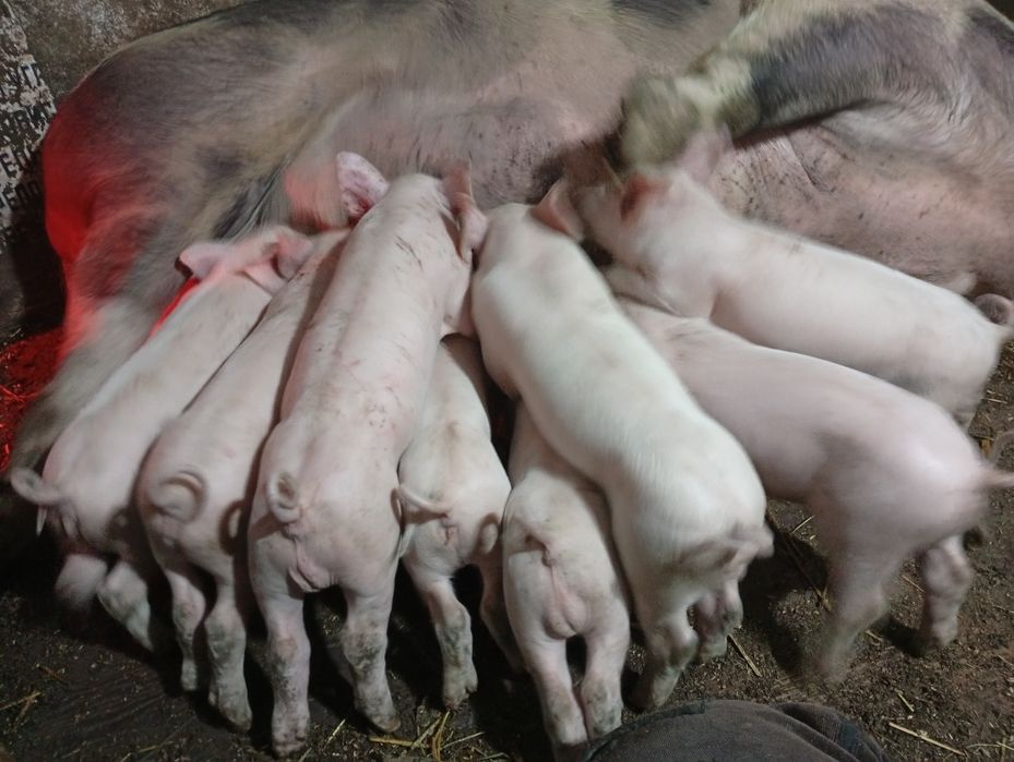 Готую до продажу поросята породи Петрен і Біла Українська