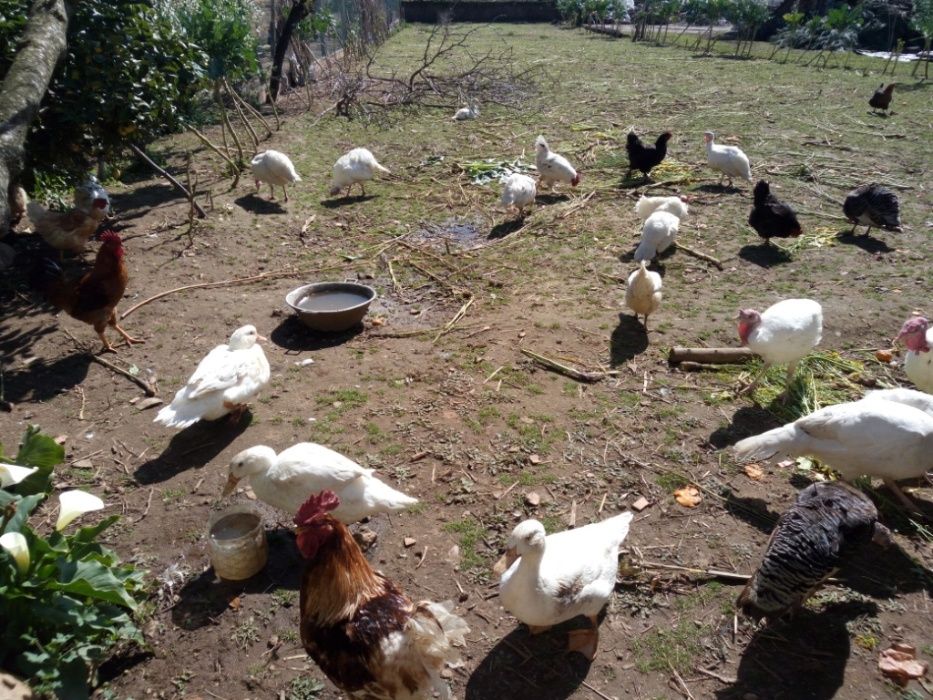 Ovos Caseiros do Campo (Dúzia 3,20€)