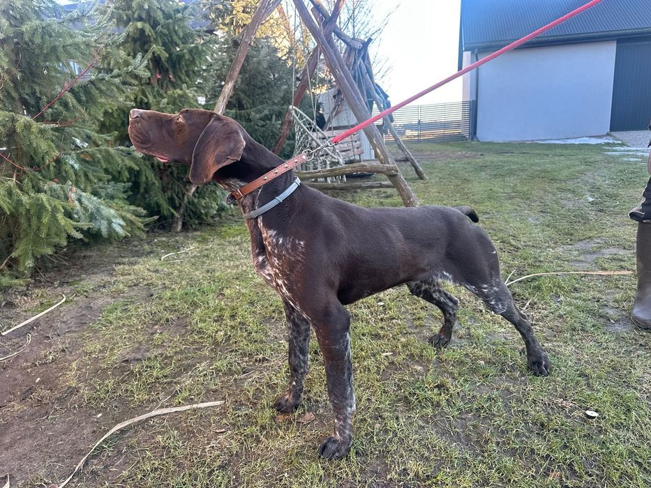 Wyżeł niemiecki krótkowłosy