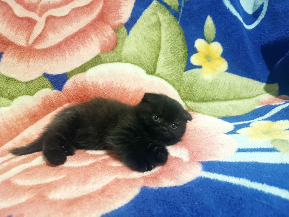 Шотландские котята