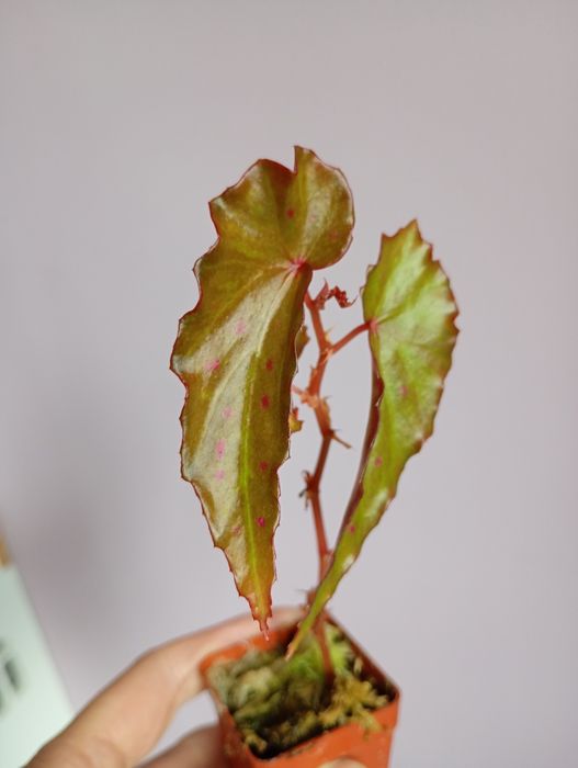 Begonia Amphioxus X Malachosticta, ukorzeniona w mchu