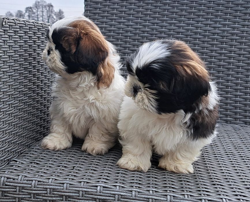 Shih tzu   piesek