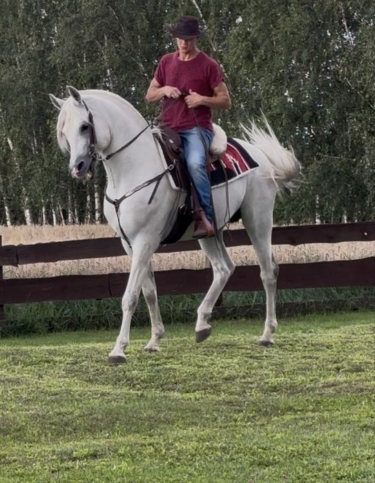 Ogier arabski 11 lat