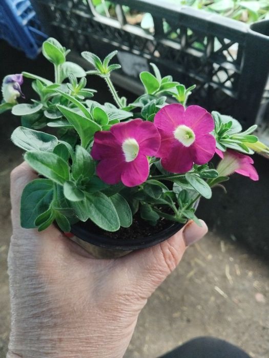 Тайдали,бланкет,віста