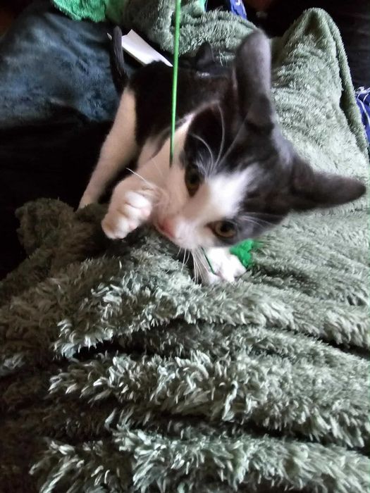 Cola i Whiskey śliczne kotki do adopcji