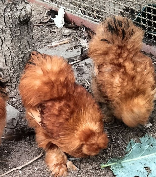 Ovos Galados de Sedosa