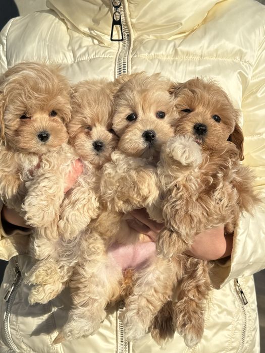 Мальтіпу ф1 міні красунчики