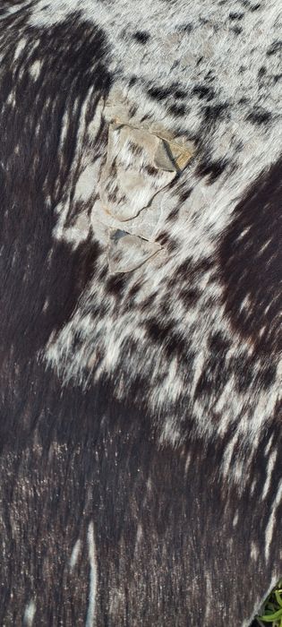 Skóra naturalna bydlęca 190x160 cm