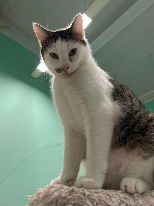 Banjo - młody kocurek spragniony człowieka