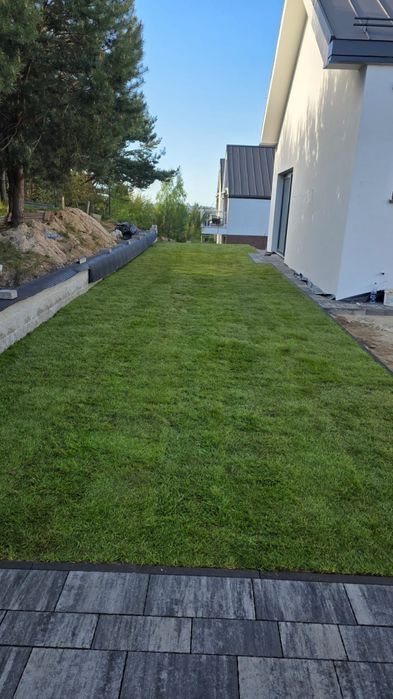 Trawa w rolce - PLANTACJA