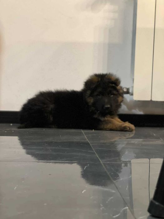 Owczarek Niemiecki długowłosy czarno podpalany suczka