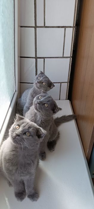 Котят британцы вислоухие