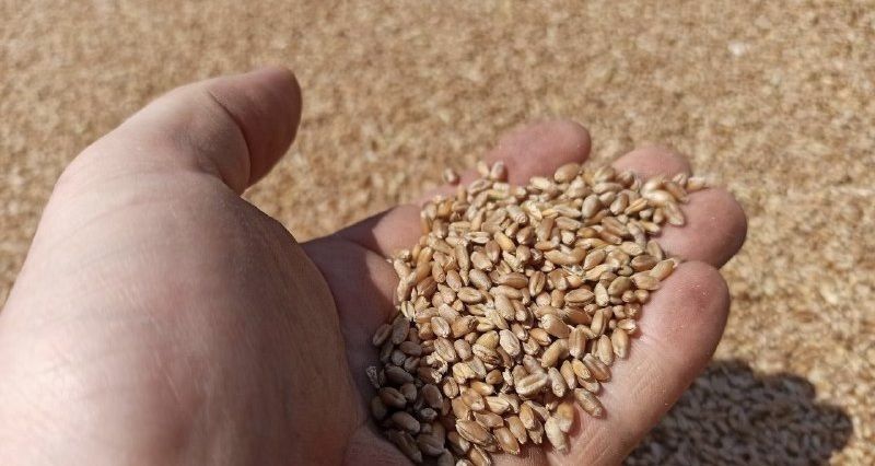 Продам пшеницю зерно