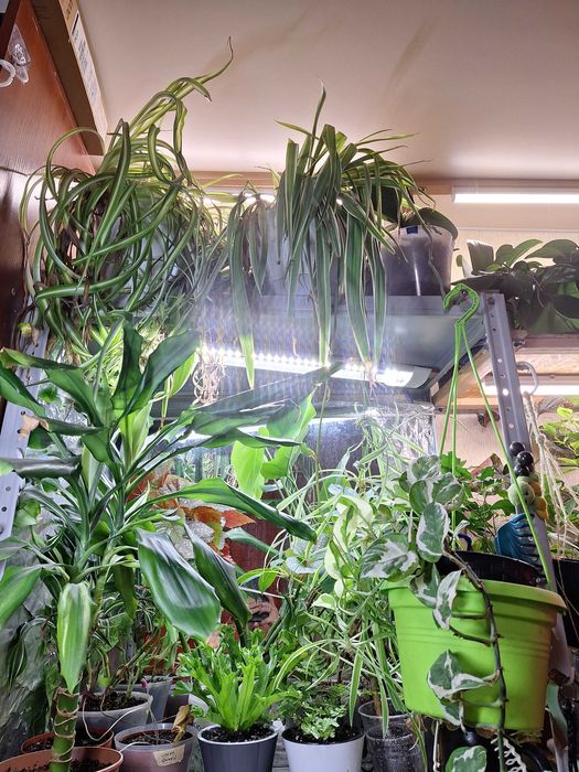 Терміново продам квіти