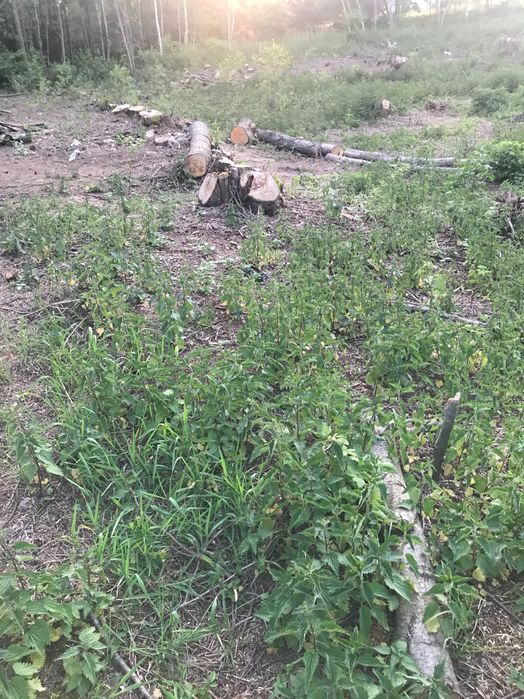 Wycinka drzew wyrywanie korzeni karp czyszczenie działek