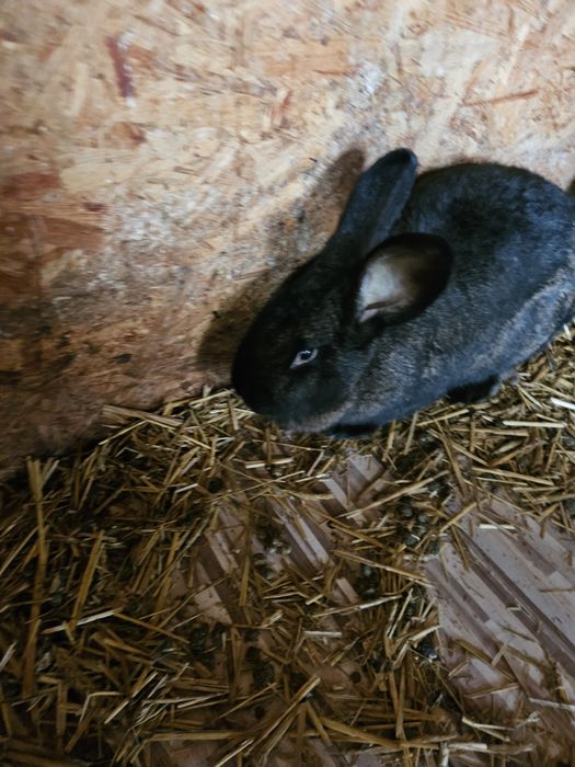 Królik nowozelandzki samica