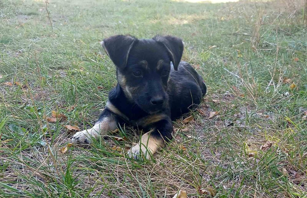 Віддам в хороші руки