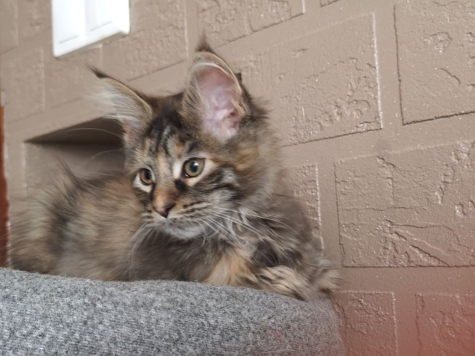 Dziewczynka Maine Coon