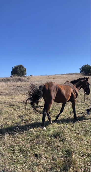 Vendo dois cavalos