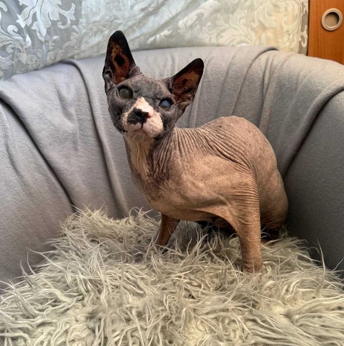 Чарівний котик Лесик, породи сфінкс, чекає на найлюблячих батьків!