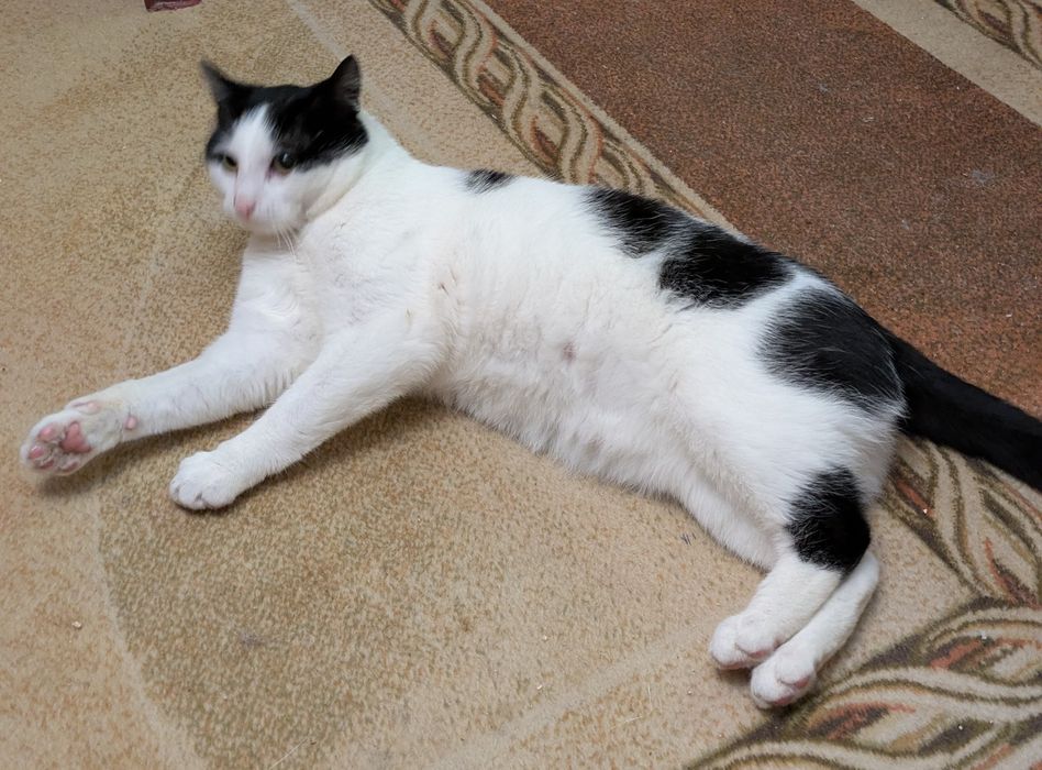 Oskar 2 lata, przyjazny,adopcja.