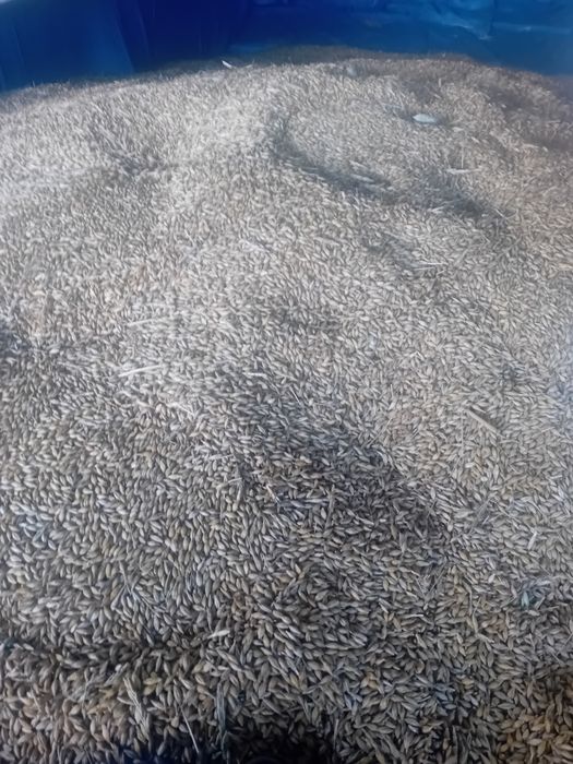 Sprzedam zboże pszenica pszenżyto