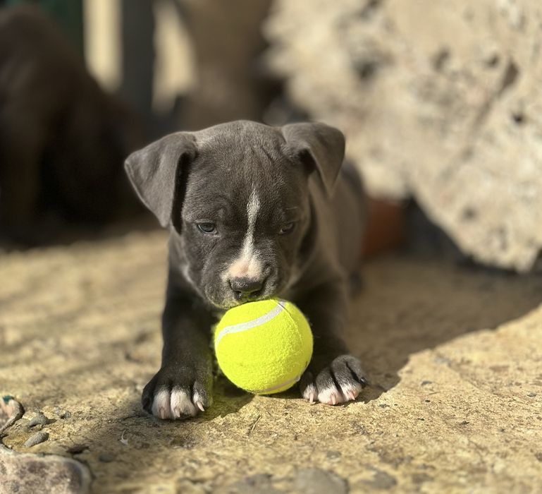 Цуценята АМСТАФФ/АСТ щенки