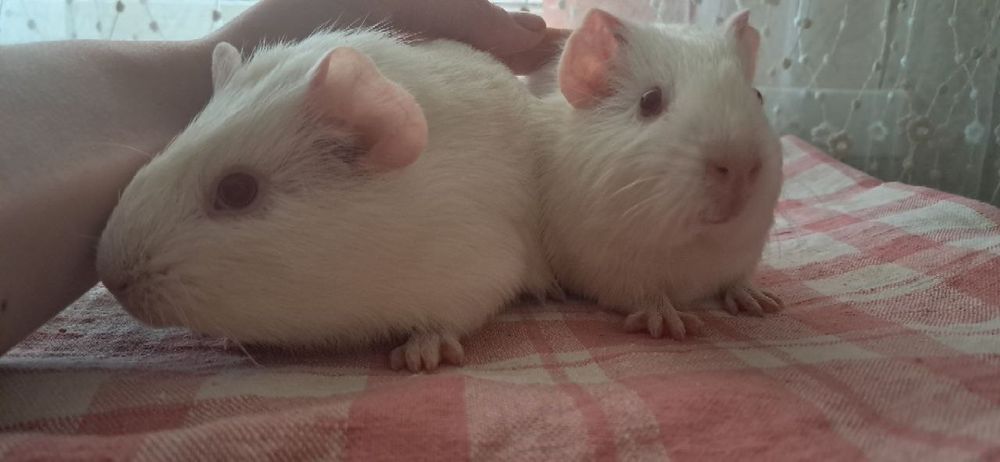 Морські     свинки