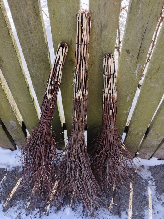 Віник березовий, мітла