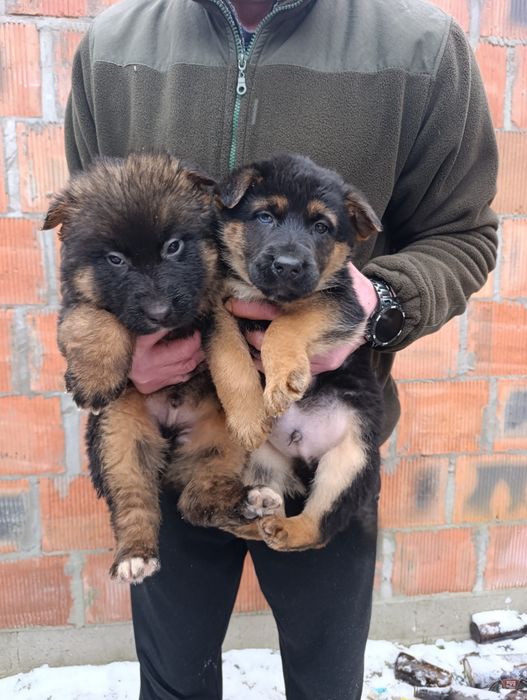 Oddam za darmo  szczenięta