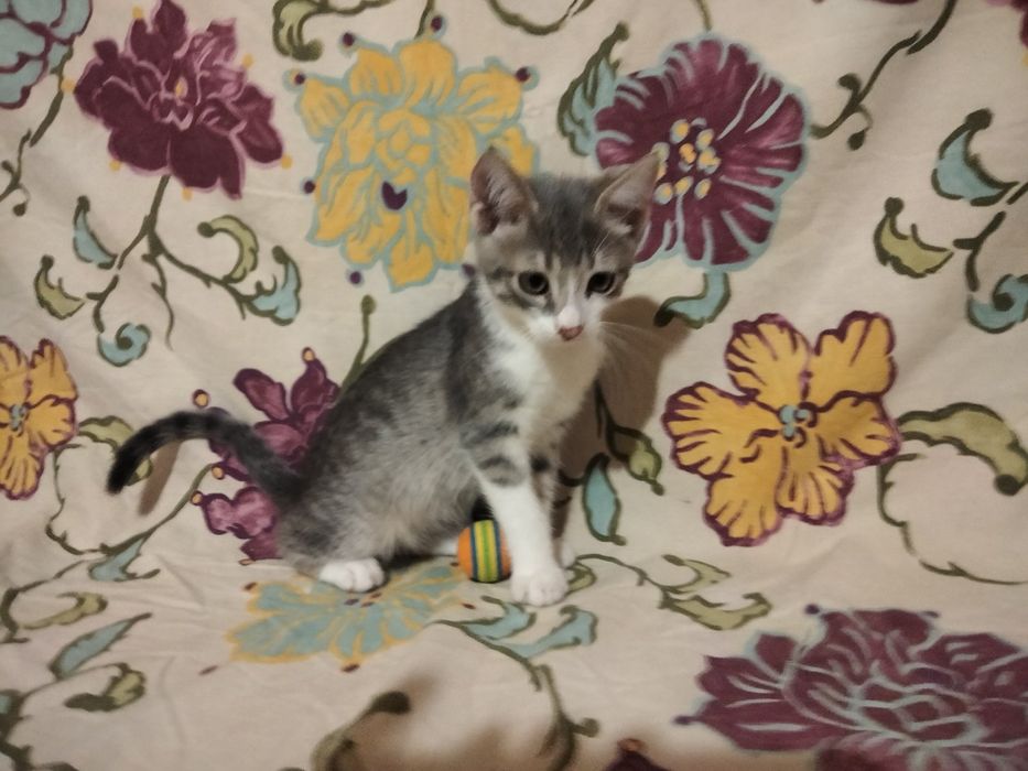 Замечательные котята в замечательные руки, сердца и семьи!!!