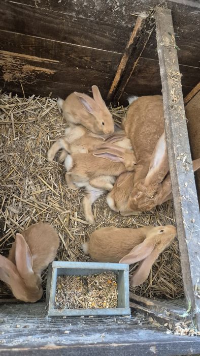 Króliki olbrzym belgijski