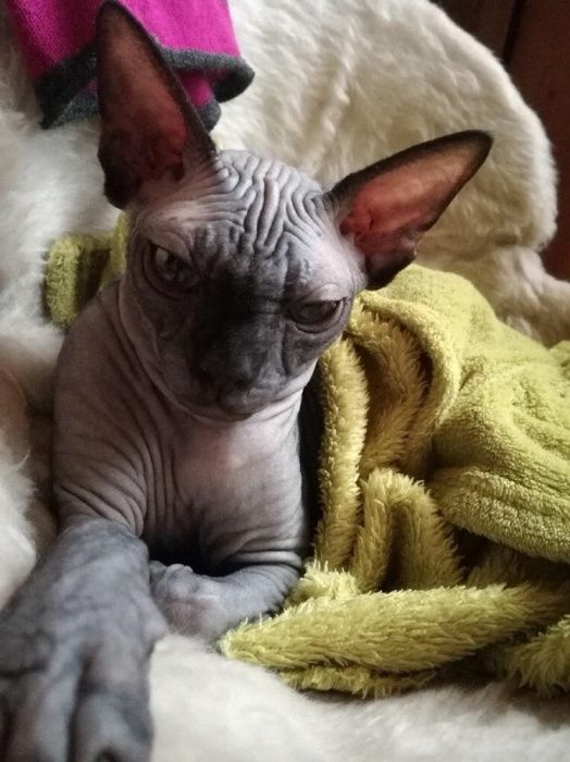 Sphynx Sfinks ‼️Czarna kicia 3m-ce dostępna na już! Warszawa Mokotów