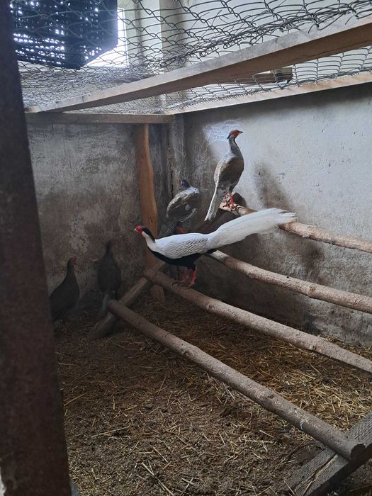 Bażanty srebrne, ptaki ozdobne, kury