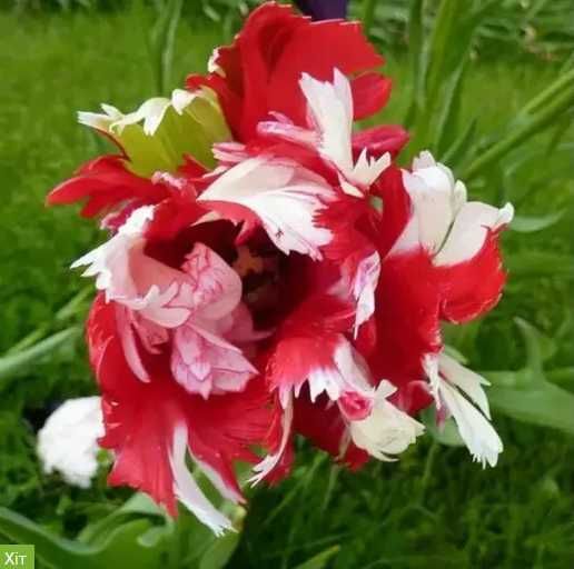 Тюльпани, цибулини!