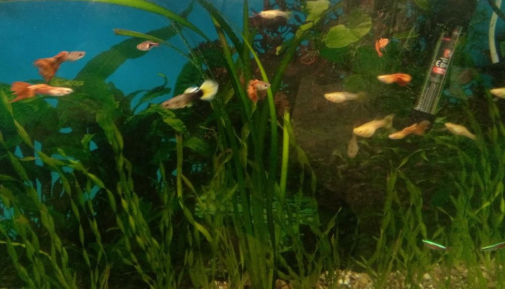 Акваріум 150л. 800х500х350.