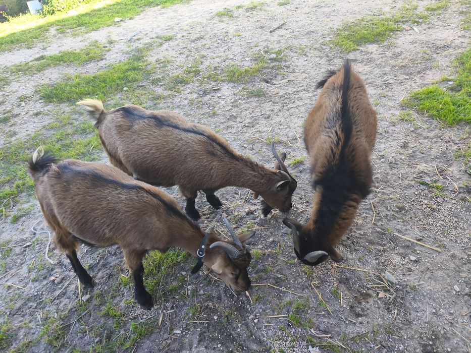 Cabraa anaãs para venda