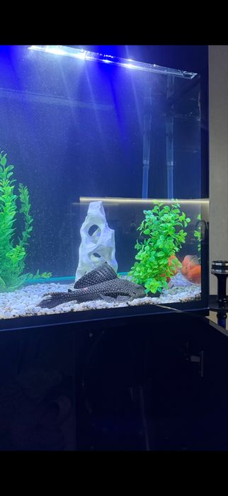 Продам сом: Пангасиус и Птеригоплихт