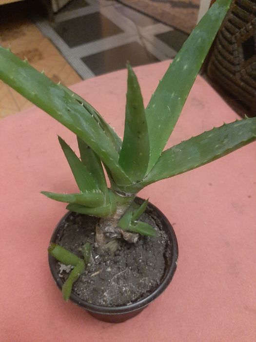 Кімнатні вазони пеларгонії