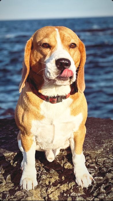 Вязка лучшего бигля на планете