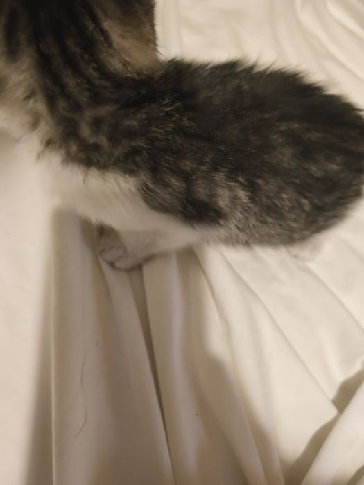 Gatinha para doação tem 2 meses e 1 semana