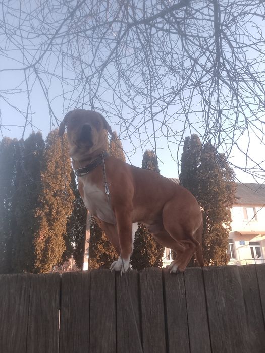 Ам. Піт-бультер'єр, кобель, пропонується для в'язки.