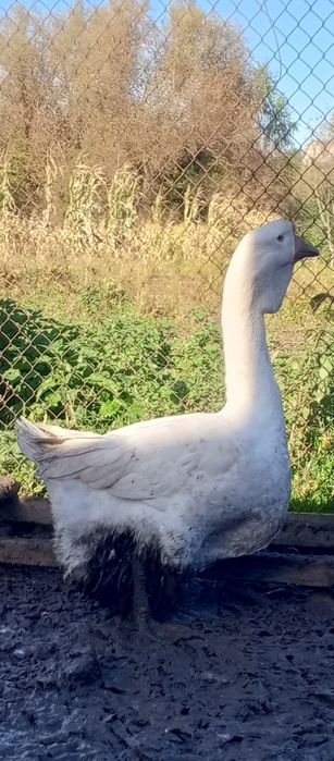 Гуси    Холмагори