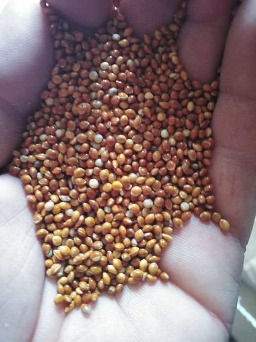 Proso czerwone białe żółte zielone i czarne